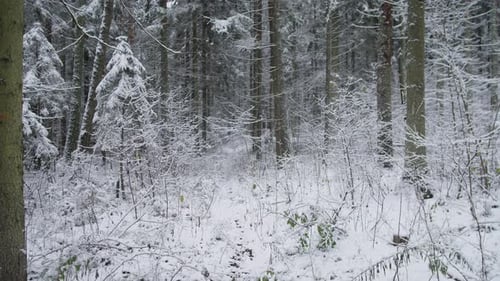 Russia Siberia Wildlife Winter Photography Photographer Captures Images of Animals Thriving Within