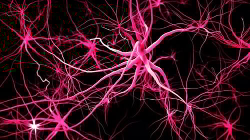 Animation of neuron cells. Nerve cells Activity in the Brain