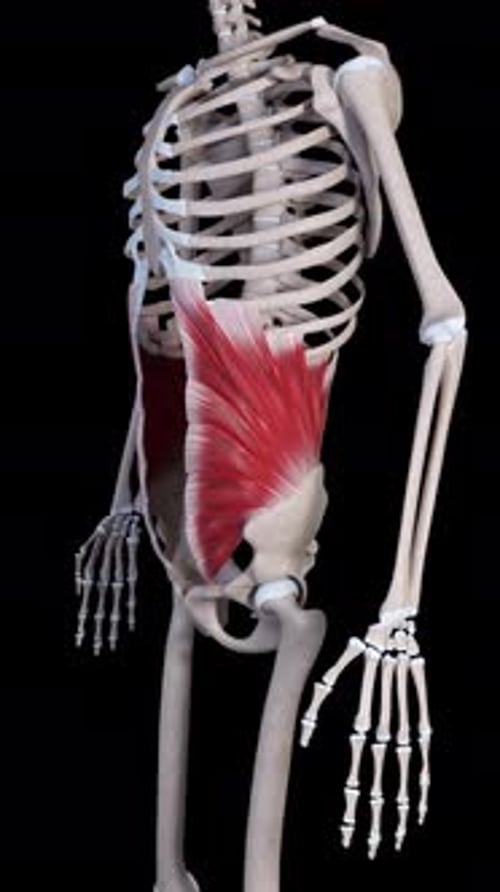 Vídeo vertical do movimento muscular oblíquo interno do abdome