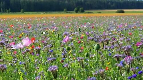 Colorful Wildflower Meadow in Bloom on Sunny Day