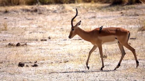 Male Impala walking with oxpecker bird on Body