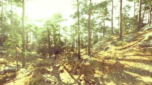Serene Forest Scene Quiet Pine Grove Bathed in Gentle Sunlight