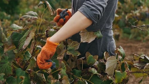 Woman Harvesting Grapes in Vineyard with Orange Gloves