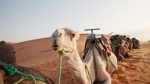 Des chameaux alignés dans un désert au coucher du soleil, prêts pour un voyage en caravane