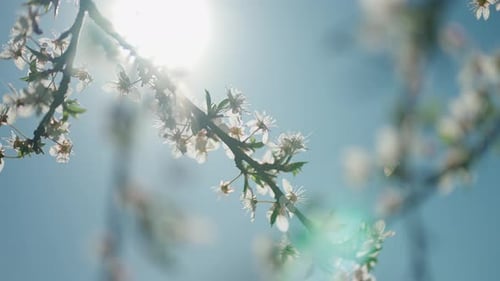 Spring Flower on Branch Concept of Flowering Fruit Trees