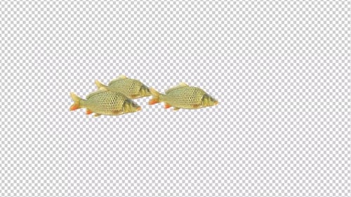 Group Of Carp Fish Swimming Idle Alpha Channels
