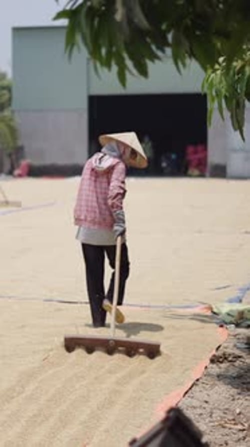 Slow Motion Young Man and Woman Pass the Rake to Move the Rice and Facilitate Drying in Vietnam