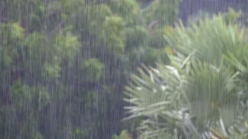 Tropical Rainstorm in the Jungle Against the Backdrop of a Green Forest with a Palm Tree