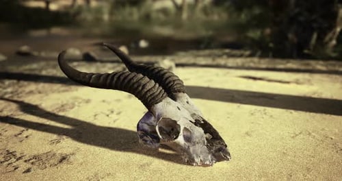 Un crâne d'animal altéré avec de longues cornes enroulées est situé sur une surface sablonneuse