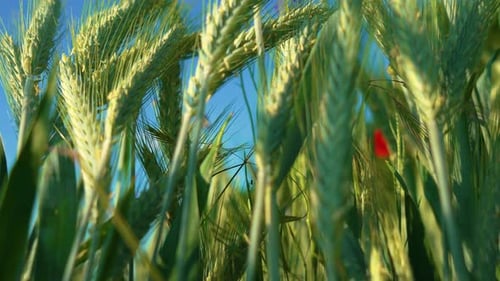 Cinematic Shot From Swaying Barley Field of Spikes Against Blue Sky Ripening Grain Crops Close Up