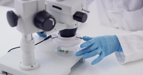 Plant, science and microscope with hands of woman in laboratory for biotechnology