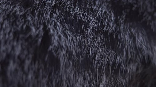Close up of black and gray cat hair on a cat's body