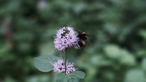 Bumblebee Pollinating Mint