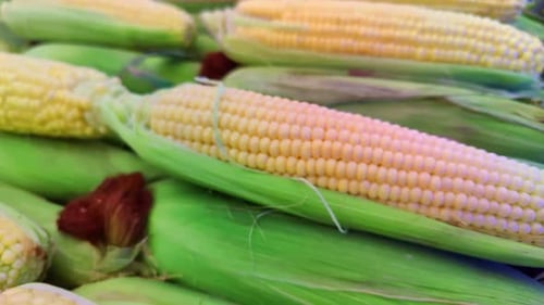 New Fresh Harvest Sweet Corn Pile On Market Counter