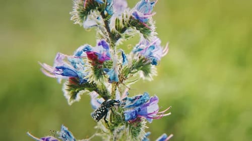 Atemberaubendes Insekt inmitten bunter Blüte