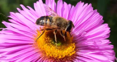 Une abeille sur un chrysanthème rose. Tournage macro estival.