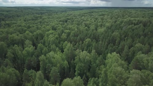 Entwaldung. Luftaufnahme des grünen Mischwaldes mit Entwaldungsgebieten. Die Kamera fliegt über den