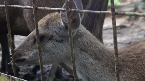 Hirsche im Zoo. Tiere im Zoo. Videos zum Verhalten von Hirschen.