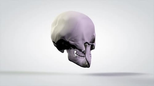 Rotating Human Skull Anatomical 3D Model Animation