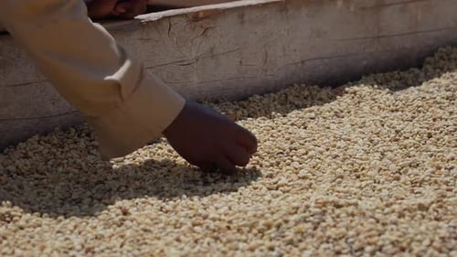 Employee Mixing Green Coffee Beans
