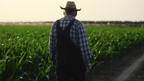 Old Farmer Admiring Beautiful Green Agricultural Field in Summer Rear View Agronomy and Agribusiness