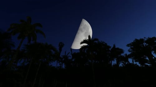 Big Moon in the Starry Sky Palm Trees Night Landscape