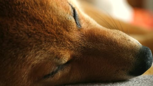 Dog Breathing Slowly Indicating Falling Asleep Closeup