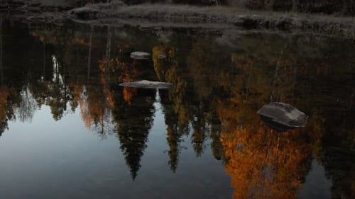 Autumn trees reflected in calm pond amidst dense jungle. Mirror reflection in morning nature.