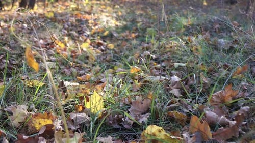 Walk in the autumn forest. Gray, brown, yellow leaves have fallen and lie on the green grass.