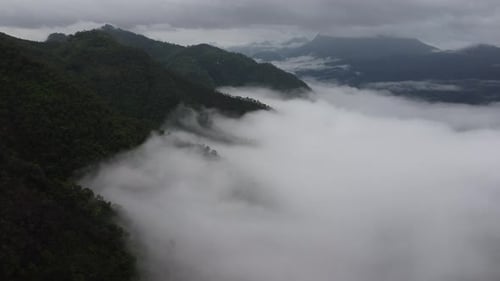 Aerial view of the trees in the valley with fog in the morning.