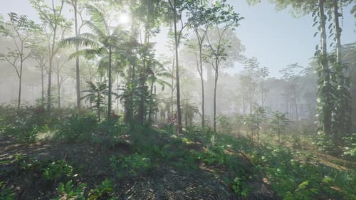 Lush Forest Teeming With Trees and Plants