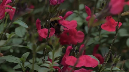 Macro slow motion shot of bumblebee (genus Bombus) climbing over pink flowers in home garden as wind