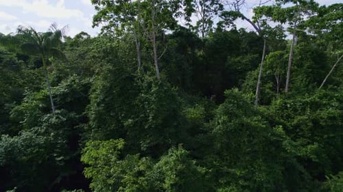 Aerial: Thick canopy green jungle trees in the Amazon rainforest, large vegetation