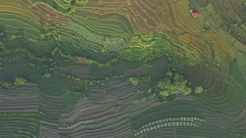 Overhead drone shot of beautiful pattern of rice field. Top down view of agricultural field. Plantat