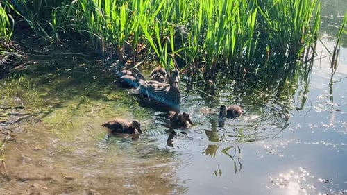 Duck with ducklings in the shallow water of a pond in the sun.