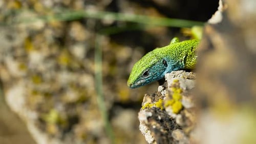 A vibrant lizard basks in the sun on a rocky surface, its colorful scales glinting in the sunlight.