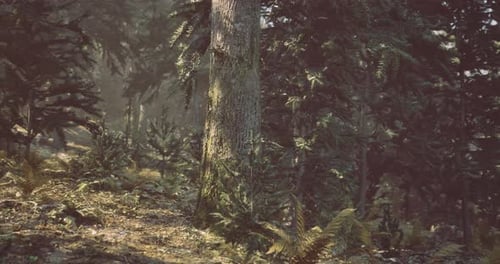 La luz del sol se filtra a través de densos árboles en un tranquilo entorno forestal