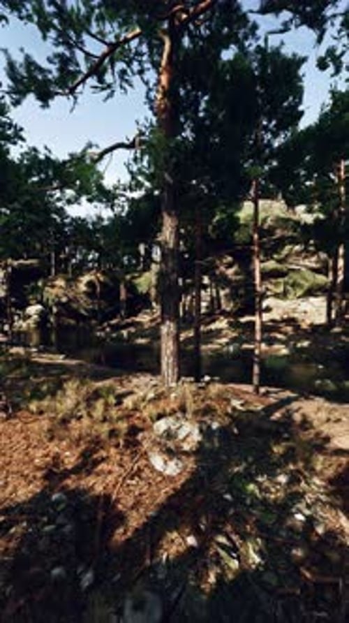3D Animated Pine Forest Fly Through Vertical