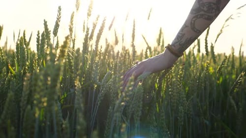 Young Girl Walking Through the Barley Field and Gently Touching Ripening Ears of Crop Female Arm