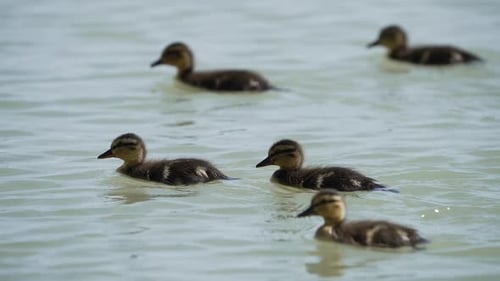 Kleine Entenküken schwimmen an einem sonnigen Tag zusammen