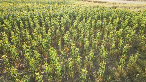 sunflowers