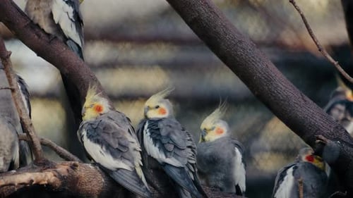 Cockatiels Perched on a Branch A Colorful Gathering in the Aviary