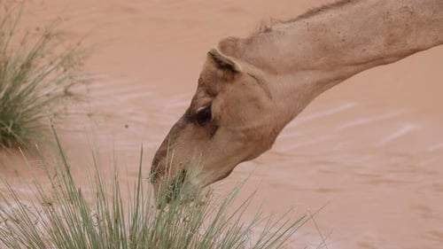 Middle Eastern Camel Eating Green Shrub in the Desert in UAE