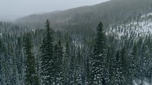 Aerial shot orbiting tall pine trees standing out in snowy winter forest, 4K
