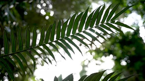 Tropical tree fern leaf gently filtering sunlight in lush forest