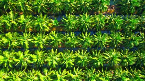 Aerial drone video of palm oil and coconut plantation