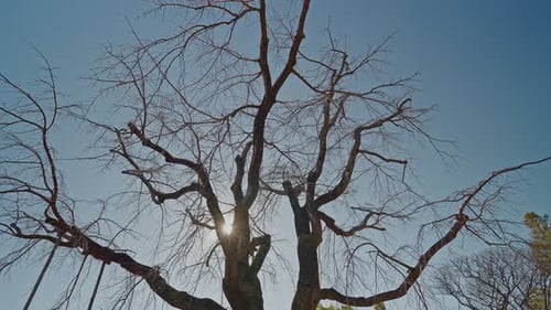 Sunlight Shining Through Bare Tree Branches in a Park