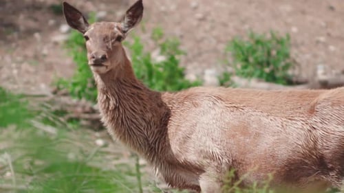 Female red deer staring at the camera in the green closed up area, long ears of red deer still payin