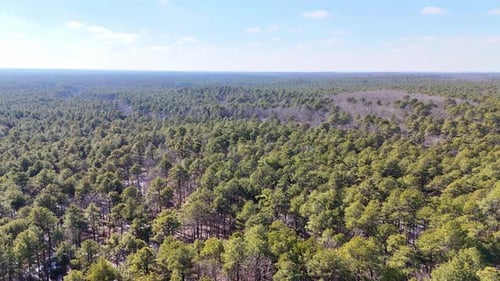 Vast forest landscape with lush green trees under blue sky