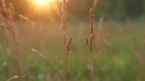 Abstract Warm Landscape of Wildflower Grass Meadow on Warm Golden Hour Sunset or Sunrise Time